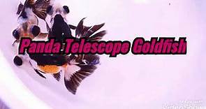Panda Telescope Moor Goldfish.