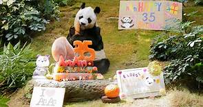 Panda de zoológico más viejo del mundo cumple 35 años
