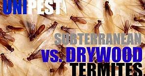 Subterranean vs. Drywood Termite Control by Unipest - Santa Clarita Pest Control