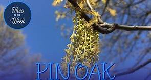 Tree of the Week: Pin Oak
