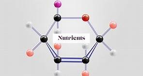 Fundamentals of Nutrients and the History of Nutrition