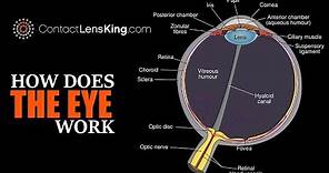 Eye Anatomy: Parts of the Eye