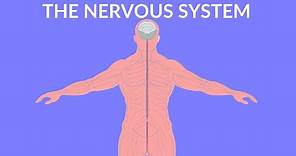 The Nervous System | Video for Kids