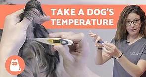 How to Take a DOG's TEMPERATURE - Only Reliable Method