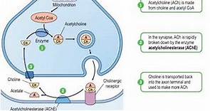 Acetylcholinesterase enzyme || biological function , regulation, inhibition || Donepezil mechanism |