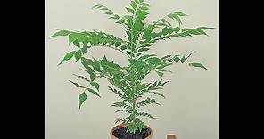 Growing Curry Leaf (Murraya koenigii)