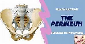 Human anatomy - The Perineum