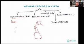 Types of Sensory Receptors