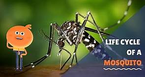 Mosquito Life Cycle| Life cycle of a mosquito for kids