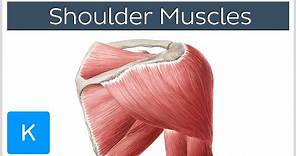 Muscles of the shoulder joint and girdle - Human Anatomy | Kenhub