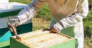 How to Inspect a Beehive - Carolina Honeybees