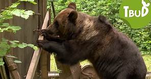 Bären sammeln (Folge 41) | Tiere bis unters Dach | SWR Plus