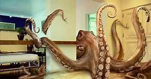 Who Owns The Octopus - William Orbit