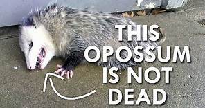 Is this Opossum Dead?