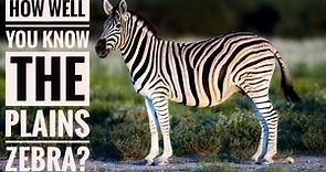 Plains Zebra || Description, Characteristics and Facts!