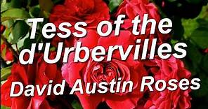 Tess of the d'Urbervilles Rose David Austin