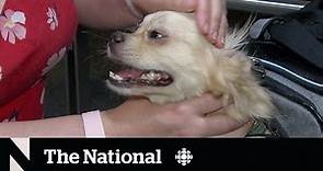 Rescuers rush to bring dogs to Canada before ban