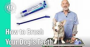 How to Brush your dog's teeth - AKC Vet's Corner