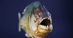 10 Incredible Piranha Facts