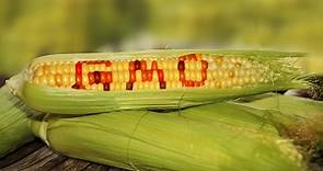 The Impact of GMO Crops in the Philippines | BusinessMirror