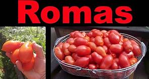 Planting Roma Tomatoes The Right Way