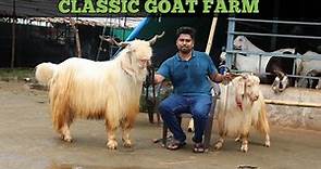 Beautiful Kashmiri Goat's At Classic Goat Farm