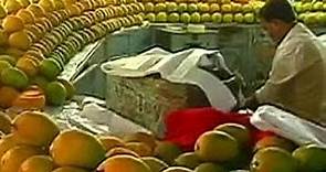 Why European Union's ban on Alphonso Mangoes is a Sweet Deal for Indian Buyers