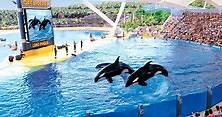 Loro Parque Tickets with Express Bus from Tenerife South