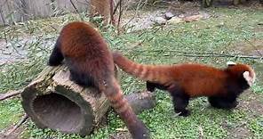 Home Safari - Red Panda - Cincinnati Zoo