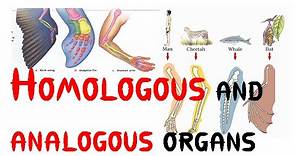 Homologous and analogous organs