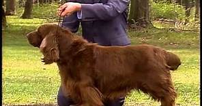 Sussex Spaniel - AKC Dog Breed Series