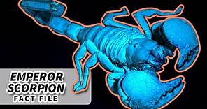 Emperor Scorpion Facts: LARGEST living SCORPION 🦂 | Animal Fact Files
