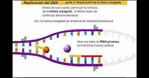Replicación del ADN (Español)
