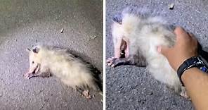 Possum Plays Dead In Front Of Photographer