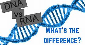 DNA vs RNA - 5 Differences Between DNA and RNA