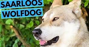 Saarloos Wolfdog - TOP 10 Interesting Facts