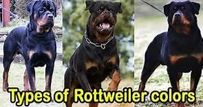 Different Types of Rottweiler colors || Types of Rottweiler colors which is your favorite ?