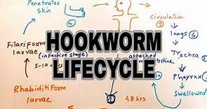 Hookworm infection || Lifecycle of hookworm || easy explaination