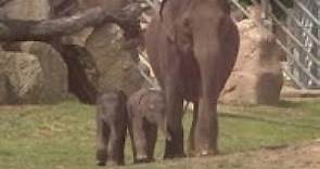 Birth of second female elephant in Prague Zoo