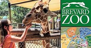 Brevard Zoo Highlights | Feeding the Giraffes & Seeing All the Animals