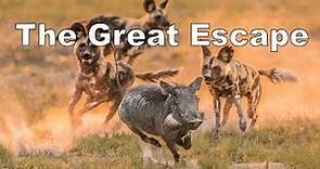 The Great Escape: Warthogs Outsmart Wild Dogs in Kruger National Park