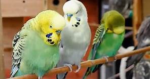 Over 9 hours of Budgies Playing Singing and Talking
