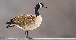 Canada Goose Identification, All About Birds, Cornell Lab of Ornithology