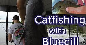 How to Catch Catfish with Live and Cut Bluegill