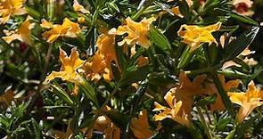 Successful Tips on Growing Native Monkeyflower