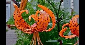 "How to grow Tiger Lilies" Gardening 101 by Dr. Greenthumb