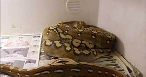 Breeding Reticulated Pythons, Introduction and How to