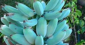 Blue Java Bananas - Everything You Need To Know About This Magical Fruit