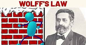 Wolff's Law Explained