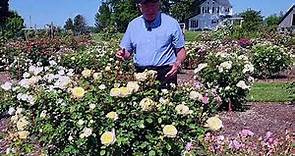 Rose David Austin's The Poet's Wife // Exceedingly Good English Shrub Rose With Proven Performance